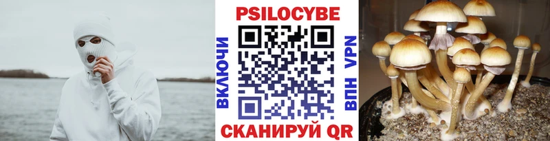 Псилоцибиновые грибы мицелий Купить где Губкин